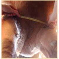 Fairfax Performance-Kurzgurt Dressage – wissenschaftlich entwickelt