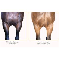 Fairfax Performance-Kurzgurt Dressage – wissenschaftlich entwickelt